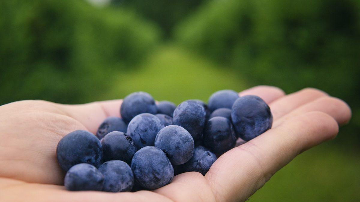 blueberry-brain-boosting-benefits 2