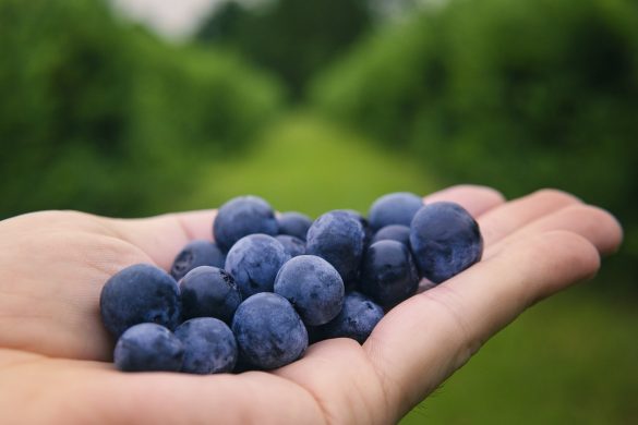 blueberry-brain-boosting-benefits 2